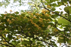 Pterocarpus santalinus